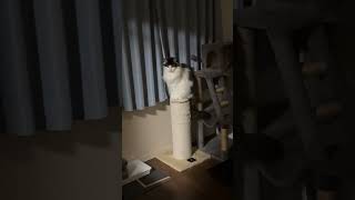 貫録を見せつけている猫【ノル猫ミロシー】 #shorts