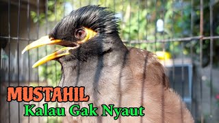 Download lagu WAJIB DI COBA !! PANCINGAN JALAK NIAS BETINA MEMANGGIL JANTAN mp3