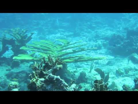Snorkeling in Antigua & Barbuda on Cades Reef. Antigua Snorkeling at its best!