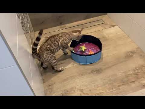 Bengal Dexter playing with toys in kiddiepool