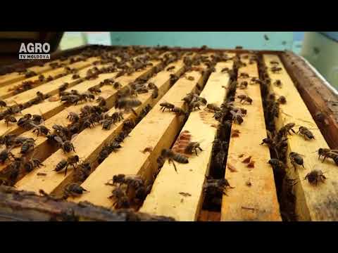 Pregătirea albinelor pentru iernare