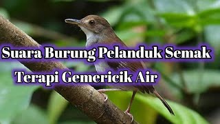Download lagu Suara Burung Pelanduk Semak||Pemasteran Isian Burung Kicau#suaraburungpelanduksemak#masteranburung mp3 Download lagu Suara Burung Pelanduk Semak||Pemasteran Isian Burung Kicau#suaraburungpelanduksemak#masteranburung mp3