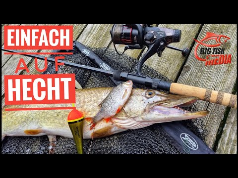 Ganz einfach angeln auf Hecht: So fängt man mit Pose und Köderfisch vom Ufer | Tipps vom Profi