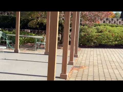 Boxelder Bugs Take Control of Exterior of...