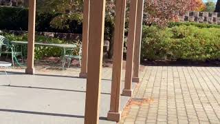 Watch video: Boxelder Bugs Take Control of Exterior of Home in Allentown, NJ