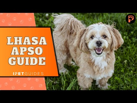 Discovering Lhasa Apso dogs| Breed Guide and Tips