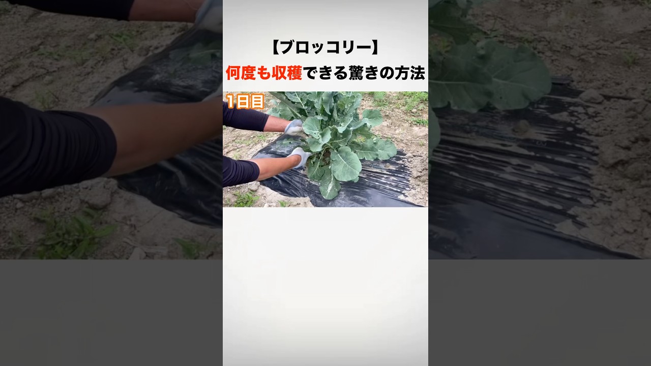 【知る価値アリ】切っただけでまた収穫！？驚きの裏技🥦#shorts #家庭菜園 #農業