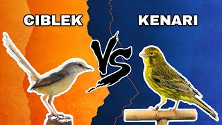 Download lagu CIBLEK VS KENARI mp3