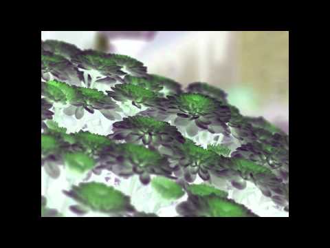 Cosmos Sound Club - Les Chrysanthèmes