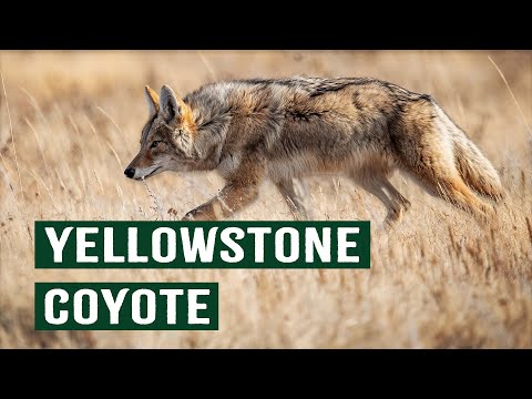The Yellowstone Coyote's Epic Fight For Survival | Apex Predators