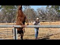 I Have 5 DAYS To Gentle This Horse