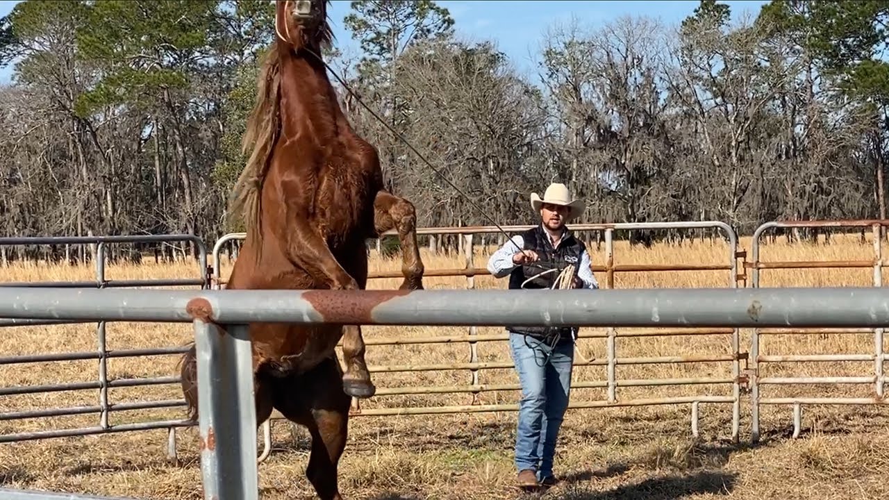 I have 5 DAYS To Gentle This Horse!