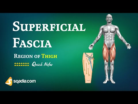 Lower Limb: Region of Thigh | Superficial Fascia | Medical Student Tips and Mnemonics
