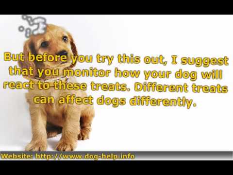 Effective Tips For A Dog With A Sensitive Tummy