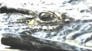 ELECTRO DARK PROJECT - Crocodiles cry - (Music video)(1).mp4