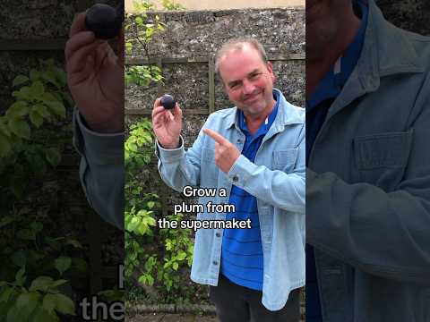 Grow a plum from the supermarket #growyourgroceries #gardeningforbeginners