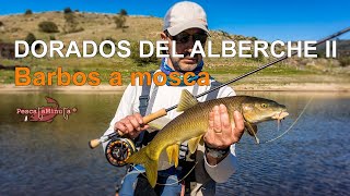 Dorados del Alberche II - barbos a mosca