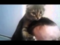 Кошенятко робить масаж. 