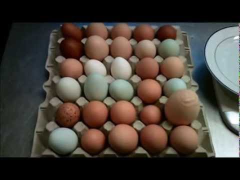 The Biggest Egg in the World / das größte Ei der Welt