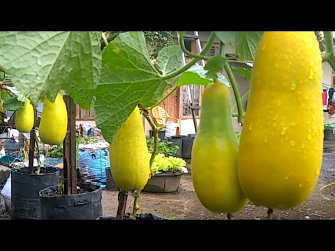 , title : 'Cara menanam TIMUN SURI dari biji sampai panen || How to grow suri cucumber from seed to Harvest.'