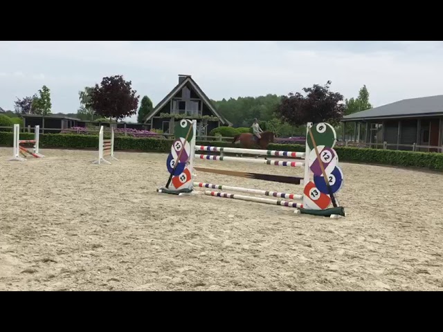 Diamorado vd Lindenhove Z