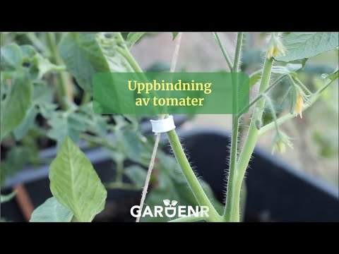 Tying tomatoes - Gardenhacks by GardenR