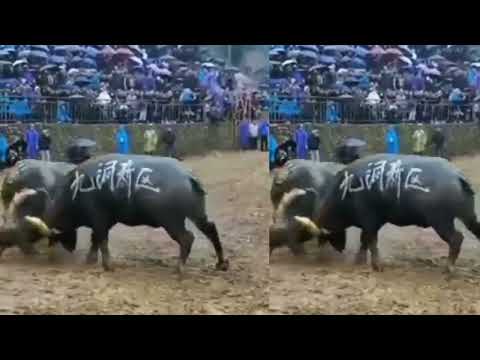 The battle of the two buffaloes