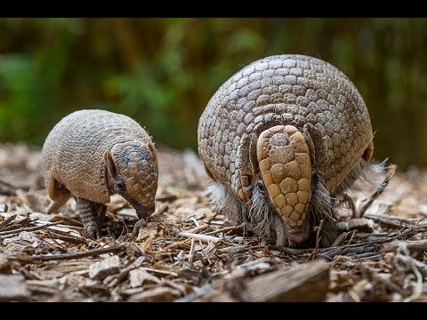 Armadillo Pup Domingo Santiago