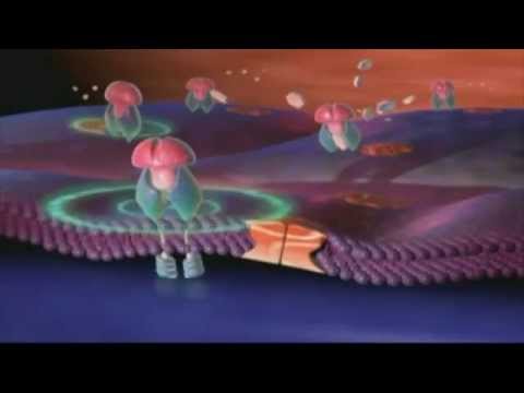 Gestational Diabetes – Mechanisms and Complications