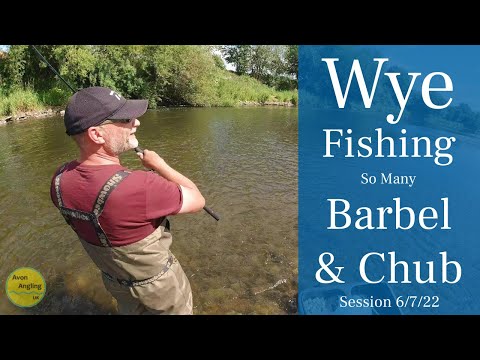 PB Barbel On The Float & So Many Barbel & Chub! - Fishing The River Wye - 6/7/22 (Video 331)