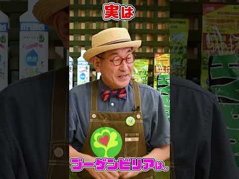 鉢植えのブーゲンビリア：気候に関係なく開花低木を維持するにはどうすればよいですか？  庭園