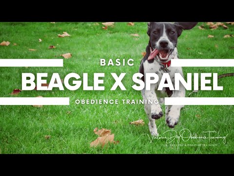 Victoria Dog Obedience Training video.