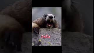 Download lagu where is icha mp3