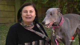 Gumtree Greys - Making a Difference (Courtesy of Channel 7)