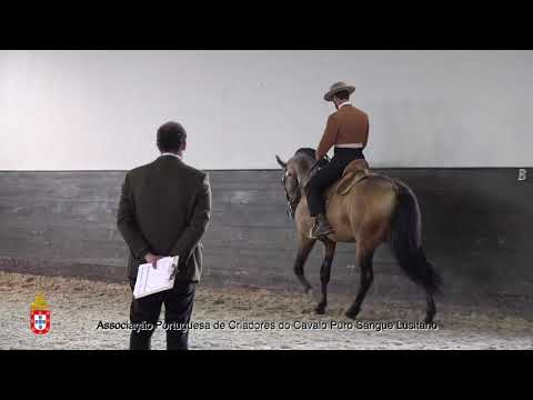 210203 5 Lotus da hermida - Aprovação de Garanhões