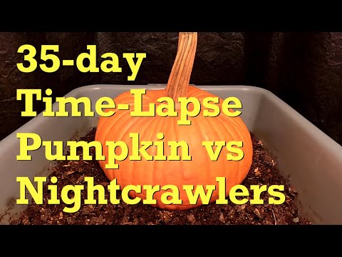 Pumpkin vs African Nightcrawler 35-day Time-Lapse FAST - worm farm vermicompost
