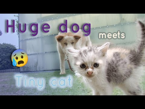 Tiny cat meets dog for the first time! Neko-kichi vs Inu-Kichi