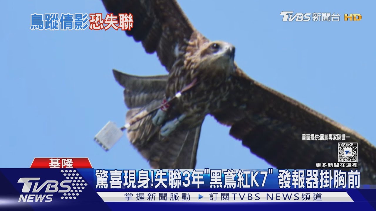 驚喜現身！失聯3年「黑鳶紅K7」發報器掛胸前
