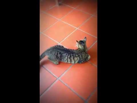 Il manuchar siccome ho perso il peso La barbabietola e il kefir aiutano a perdere il peso