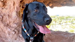 LABRADOR GOES ON A HIKE!