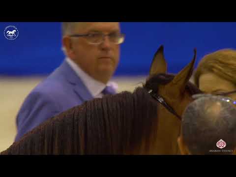 N 16 NASHMIA AL BEDAA   Dubai Arabian Horse Show 2020   Yearling Fillies Class 2A