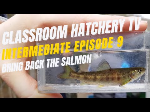 Classroom Hatchery Television - Intermediate Level Episode 9