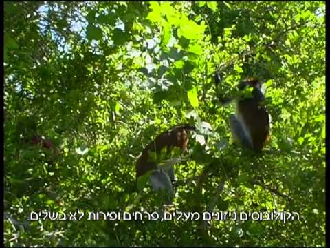 מסע קסם בשמורת יער ג'וזני