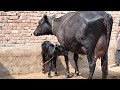 black Jersey cross cow YouTube Pakistan-8-10-2022(03024923129)