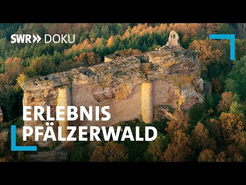 Video Thumbnail: Erlebnis Pfälzerwald - Wein, Wald und wilde Tiere