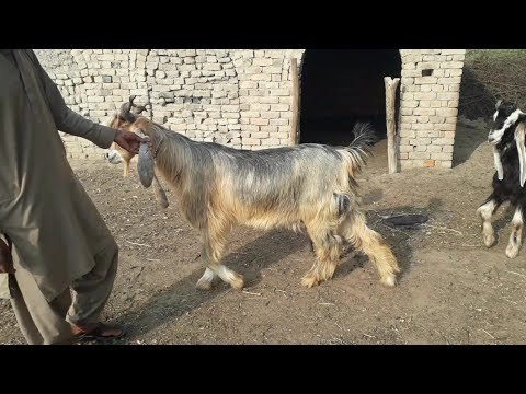 , title : 'Dera Din Panah Goat Farm Visit | Full Detailed Video | Price| Shahzad Goat Farm| Oct 2021'