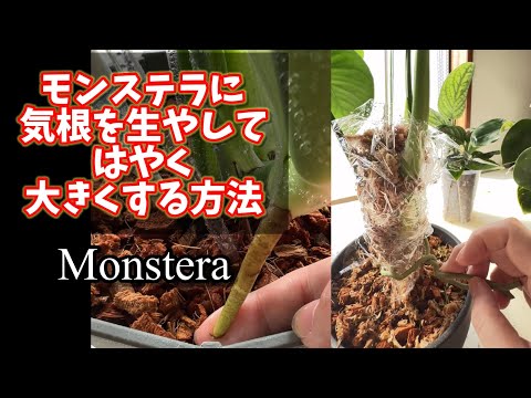 園芸 一般的なブタクサ、ブタクサ、クマの手、野生のパースニップ