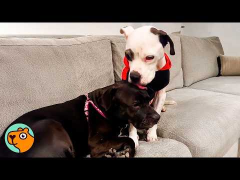 Broken Dog Meets Girlfriend Who Changes Everything | Cuddle Buddies