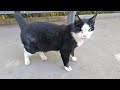 The One Eyed Tuxedo Cat Furious With Hunger Meows Constantly