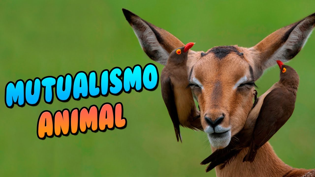 Watch ESPECIES ANIMALES que se AYUDAN entre si (MUTUALISMO) Now ESPECIES ANIMALES que se AYUDAN entre si (MUTUALISMO)